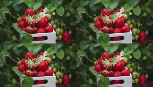 白色的木篮子里装满了成熟的红色多汁的草莓，草莓植株上滴着水高清在线视频素材下载