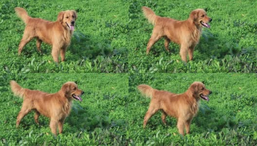 苏格兰金毛猎犬站在绿色的草地上高清在线视频素材下载