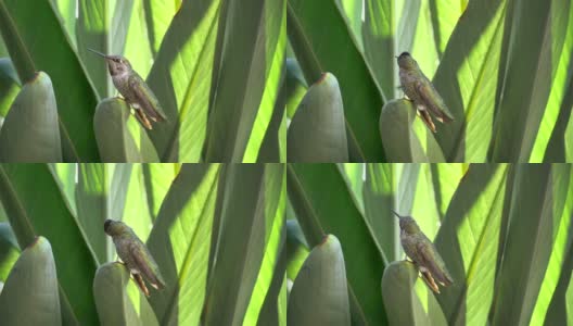真正的蜂鸟坐在树叶上，用慢镜头抓挠自己高清在线视频素材下载