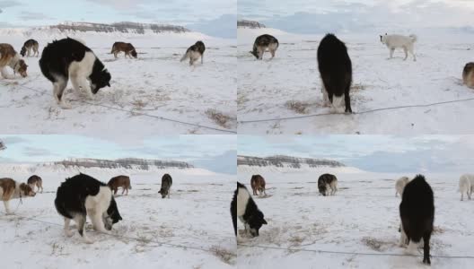 雪橇犬队爱斯基摩雪橇犬休息在北极冰川的背景上。高清在线视频素材下载