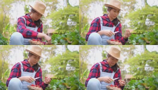 4K亚洲女农民在有机草莓农场工作高清在线视频素材下载