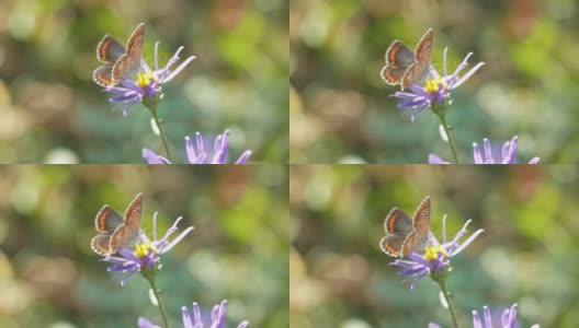 蝴蝶坐在一朵美丽的花上，扇动着翅膀。昆虫在自然界中。高清在线视频素材下载