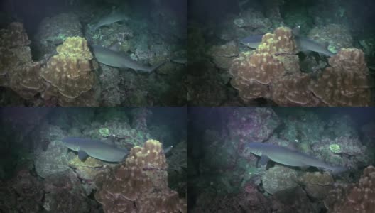 白鳍鲨在礁石上寻找食物。高清在线视频素材下载