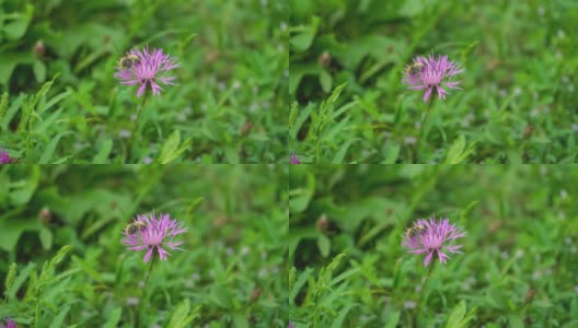 紫粉色斯托克斯紫菀花4高清在线视频素材下载
