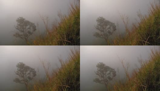 在雾天，树和草从山顶缓慢移动高清在线视频素材下载