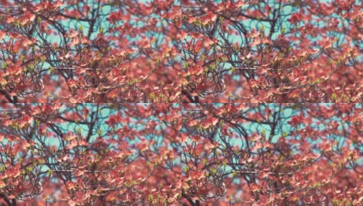 粉色山茱萸树的特写高清在线视频素材下载