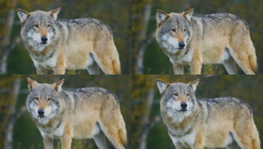 美丽的灰狼站在森林里观察的特写高清在线视频素材下载