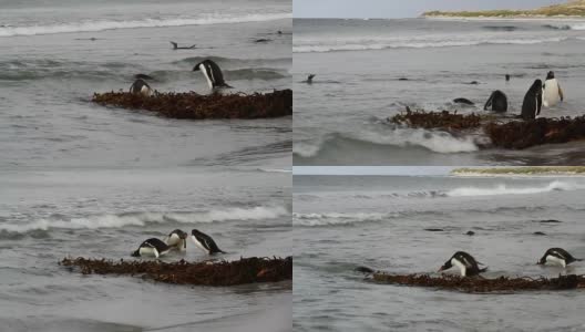 福克兰群岛:巴布亚企鹅打架高清在线视频素材下载