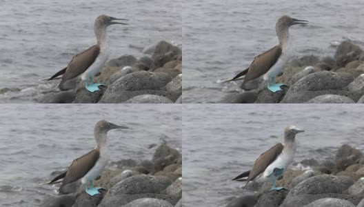 加拉戈斯群岛的蓝脚鲣鸟在灰狼岛上挠着头高清在线视频素材下载