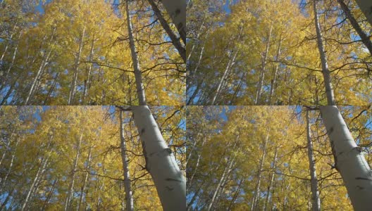 秋天白杨树，尼古拉谷，不列颠哥伦比亚4K，超高清高清在线视频素材下载