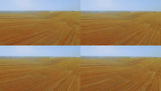 鸟瞰图的小麦作物收获在巨大的田野在全高清高清在线视频素材下载