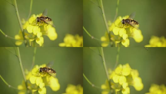 蜜蜂从芥菜花蜜中采集花蜜的慢动作。高清在线视频素材下载