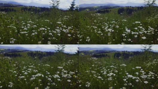 野黄菊花迎风飘扬高清在线视频素材下载