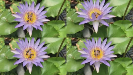 蜜蜂正在吃紫色睡莲的花蜜高清在线视频素材下载