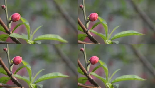 桃李在春天开花高清在线视频素材下载