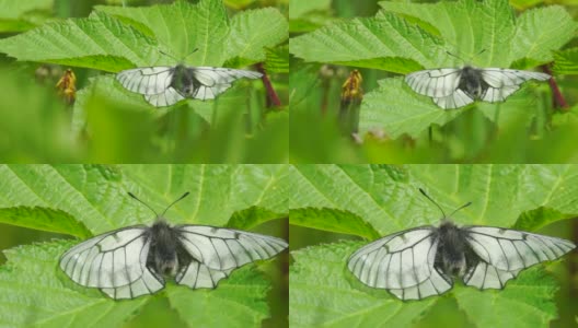叶子上的蝴蝶(千岛群岛)高清在线视频素材下载