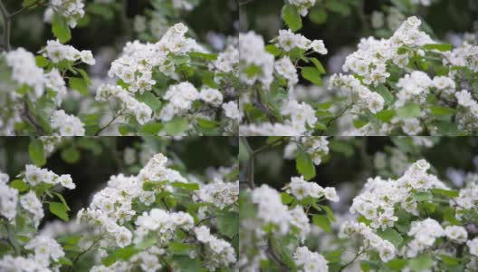春天白色的山楂花。高清在线视频素材下载