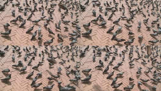 大鸽子在尼泊尔加德满都博德纳斯塔广场人行道上行走和飞翔的慢镜头。高清在线视频素材下载