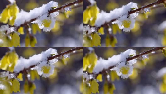 黄花上覆盖着一层雪高清在线视频素材下载