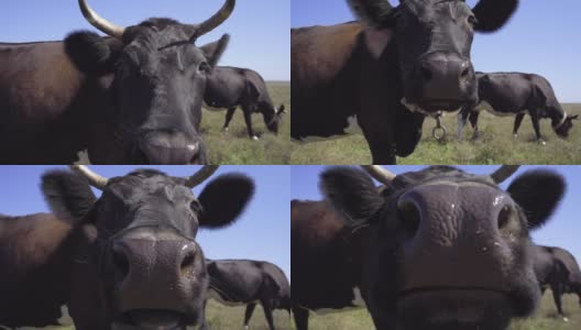 特写搞笑黑牛尝试舔相机。奶牛在草地上吃草高清在线视频素材下载