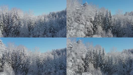 冬季雪地下的森林从侧面移动的无人机航拍视频。高清在线视频素材下载