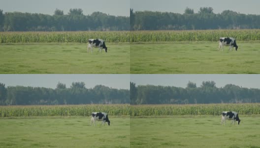 单白奶牛在动物农场的长镜头，作为一个圈养，在她的耳朵上有一个数字标签，在田野上慢慢地吃草高清在线视频素材下载