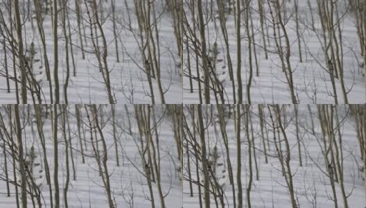 在雪域科罗拉多州聚焦白杨高清在线视频素材下载
