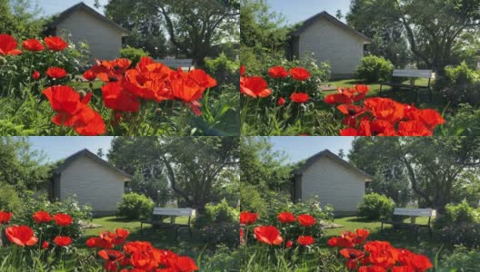 镜头从花园里盛开着美丽的红色罂粟花的灌木丛上方升起，我们打开一块有长凳的空地高清在线视频素材下载