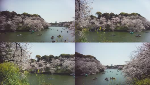 樱花盛开在千代田区九段市，东京高清在线视频素材下载