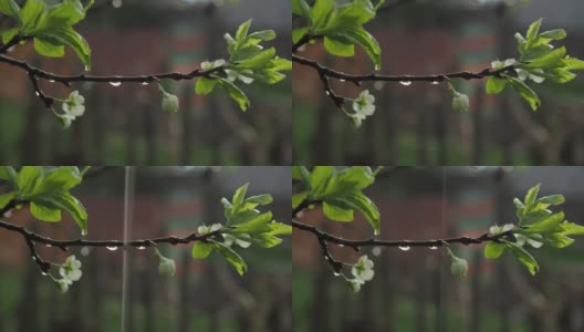在雨中，花园里一棵开花的苹果树的树枝。雨滴从花上落下。春天是外高清在线视频素材下载