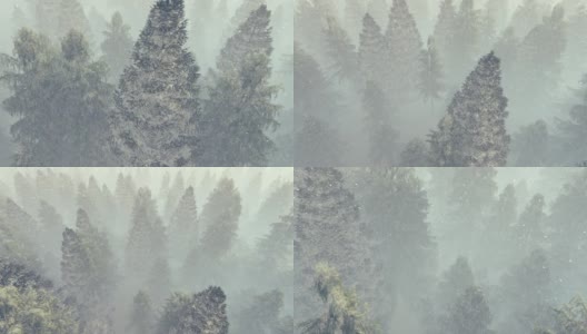 在暴风雪中飞过浓雾弥漫的松林高清在线视频素材下载