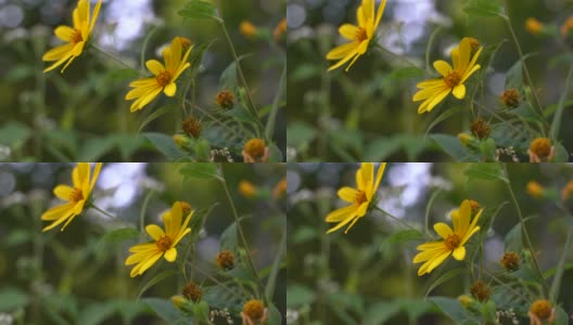 Woodland sunflower blowing softly in the breeze, surrounded by green leaves and vegetation高清在线视频素材下载