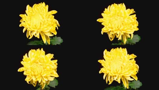 美丽的黄菊花开了高清在线视频素材下载