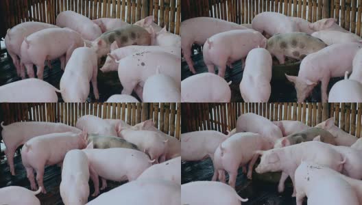 猪在围栏内的浅水中进食和涉水高清在线视频素材下载