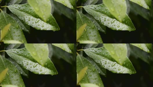 雨滴落在树叶上，雨后是大自然的清新高清在线视频素材下载