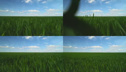 绿色的田野，蓝天和白云高清在线视频素材下载