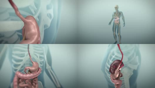 人体胃肠道或胃肠道的三维动画高清在线视频素材下载