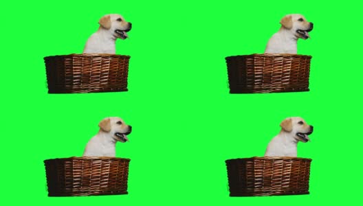 柳条篮子里的拉布拉多猎狗高清在线视频素材下载