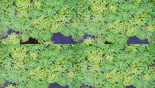 4K拍摄美丽的特殊品种的几何睡莲叶子漂浮在池塘和小鱼游泳下高清在线视频素材下载