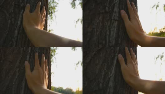 用手抚摸树，感受自然高清在线视频素材下载