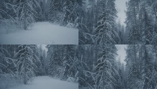 森林中的冬夜高清在线视频素材下载