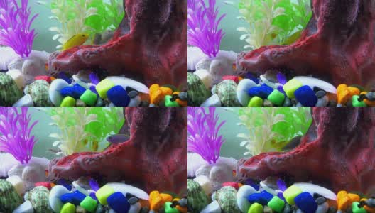 彩色水族馆里水下的鱼高清在线视频素材下载