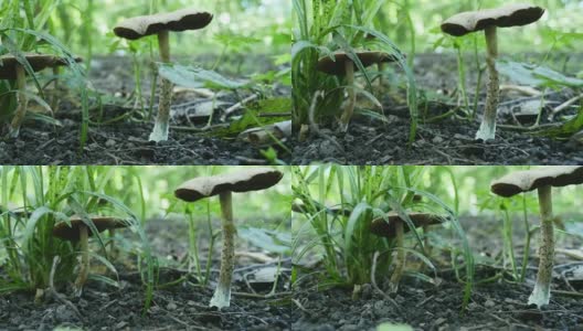 森林里有毒的蘑菇。有选择性的重点高清在线视频素材下载