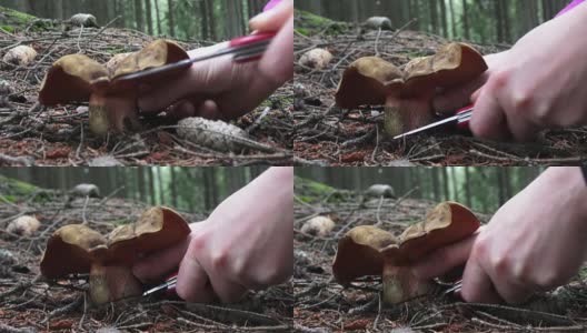 以森林树木为背景的蘑菇。采摘蘑菇。高清在线视频素材下载