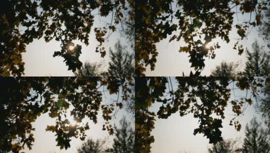 风吹动着带着黄色枫叶的树枝，阳光穿过它们。阳光透过树叶闪烁。五彩缤纷的大自然的季节。美丽的自然背景。慢镜头高清在线视频素材下载