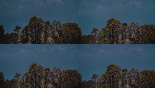 森林里的夜星高清在线视频素材下载