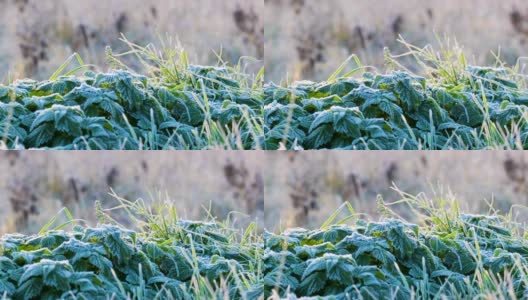 在寒冷的日子里冻住了绿荨麻和草高清在线视频素材下载
