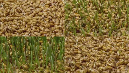 加速生长的新鲜绿草在黑暗的土地上。间隔拍摄4 k。在堪萨斯州和内布拉斯加州的广阔平原上种植小麦是一项最适宜的活动。高清在线视频素材下载