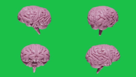 3D渲染现实的大脑与浅粉红色的绿色屏幕旋转无缝循环高清在线视频素材下载