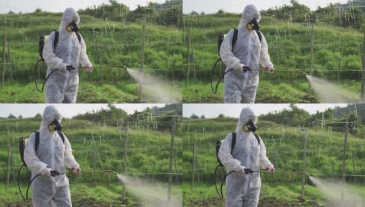 一位亚洲华人女农民穿着防护服在农场喷洒苦地植物进行消毒高清在线视频素材下载